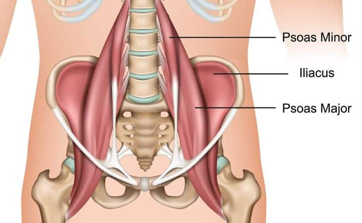Iliacus And Psoas Major Function Iliacus And Psoas Major Function